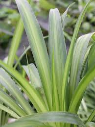 Image result for Chlorophytum stolzii