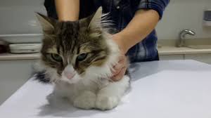 Kedi Ve Kopeklerde Kiriklar Ve Cesitleri Cizmeli Kedi Veteriner Klinigi