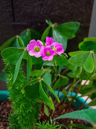 Image result for Oxalis latifolia