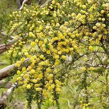 Image result for Acacia abyssinica