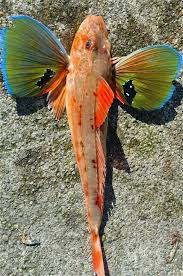 Pin De Ayesha Abbas Em Peixes Em 2020 Animais Perigosos Criaturas Marinhas Peixes Marinhos
