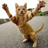 Www.puppycityny.com look at these karate cats ready for action! 1