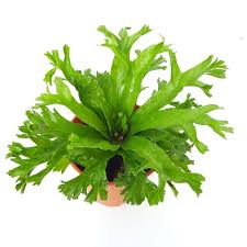 Image result for Microsorum punctatum