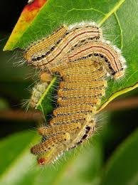 Black And Yellow Striped Caterpillar Obviously Stripes Are The New Black For The Season Moth Caterpillar Insect Art Insects