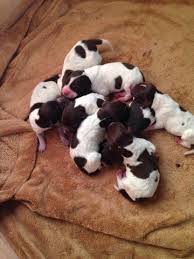 It has a short attention span and is easily distracted. Pointer Puppies Forsale California