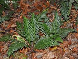 Image result for Nesaea aspera