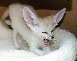 Fennec Foxes For Sale/Adoption Near Me