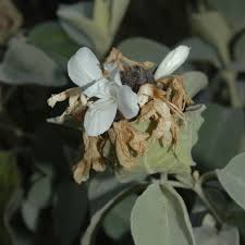 Image result for Barleria albostellata