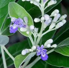 Image result for Vitex trifolia