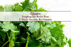 Italian parsley a herb that resembles cilantro and can serve as a good substitute is the italian parsley. Cilantro All About And How To Choose The Best Substitute