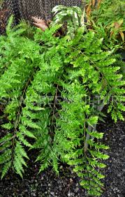 Image result for Drynaria volkensii