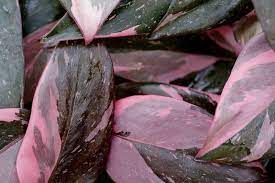 Unlike the other climbing philodendrons this one hybrid can take the cold winter months. Photo Of Blushing Philodendron Philodendron Erubescens Pink Princess Uploaded By Njbob Plant Care Houseplant Easy To Grow Houseplants Philodendron