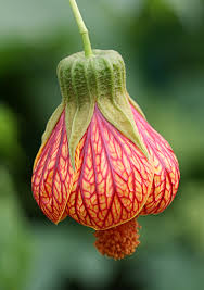 We did not find results for: Abutilon Striatum Redvein Indian Mallow Buy Online At Annie S Annuals