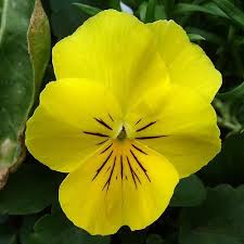 Maybe you would like to learn more about one of these? Yellow Viola Pansies Flowers Pansies Beautiful Flowers