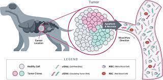 Frontiers Horizons In Veterinary Precision Oncology Fundamentals Of Cancer Genomics And Applications Of Liquid Biopsy For The Detection Characterization And Management Of Cancer In Dogs Veterinary Science