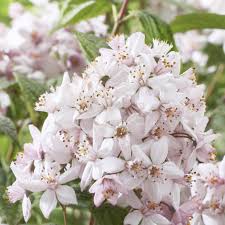 Image result for Deutzia x hybrida ′Mont Rose