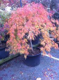 Plantez de préférence votre érable du japon à l'automne ou au printemps, autrement dit, avant ou après l'époque des gelées. Plantation D Un Erable Du Japon Jardinier Pro
