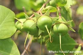 Image result for Sonneratia alba