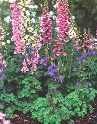 Growing Foxglove Plants And Enjoying Foxglove Flowers Flower Magazine Foxglove Plant Cottage Garden Plants Plants