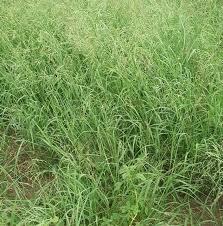 Image result for Panicum coloratum