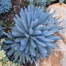 Image result for Buchnera attenuata