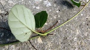 Image result for Boerhavia coccinea