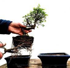 Bonsai become weaker after repotting, and wiring after repotting will harm your bonsai and shift its roots. Why Is Repotting Bonsai Trees Important Everything Bonsai Related