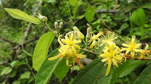 Image result for Grewia microthyrsa