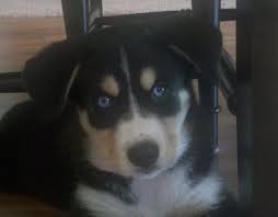 They are full pedigree but will not be kennel club registered. My Willa Girl Bernese Mountain Dog Husky Mix Dog Mixes Mountain Dogs Dogs