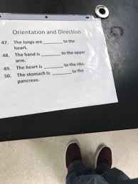 To diagnose a bruised rib or rib fracture, a doctor will take detailed notes about the injury and the aftermath, including the person's symptoms. Solved Orientation And Direction 47 The Lungs Are Heart Chegg Com