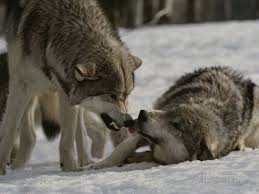 Who Is Who In A Wolf Pack Omega Wolf Wolf Dog Wolf Husky