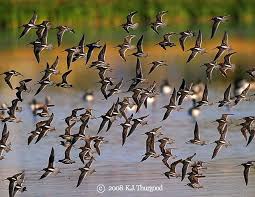 Flock Of Dowitchers By Kj Thurgood