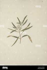 Image result for Nuxia oppositifolia