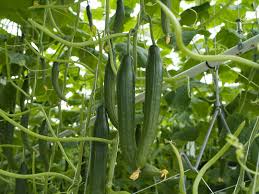 Image result for thrips damage on cucumber