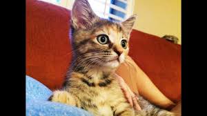 For each four beds in a village, a cat will spawn (up to 10), so you'll. Pin On Calico Kitten Love And Torties Torbies