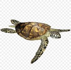 It is an omnivore, and will eat algae when other food is scarce. Olive Ridley Sea Turtle Reptile Box Turtle Png 812x812px Turtle Animal Box Turtle Emydidae Green Sea