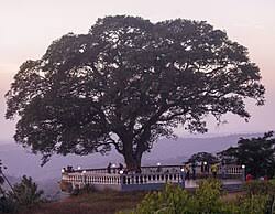 Image result for Parinari excelsa