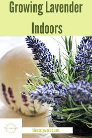 Growing Lavender Easy Tips For Garden Container Gardening Landscape Bless My Weeds Growing Lavender Indoors Growing Lavender Growing Plants Indoors