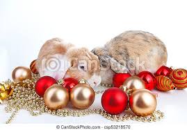 Christmas Animals Rabbit Pet Lop Dwarf Dutch Wo Colored Orange Bunny Rabbits Celebrate Christmas With Red Gold Christmas Canstock