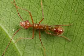 Image result for Heinsenia