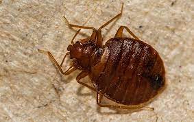 Contact rentokil pest control canada for bedbug advice & expert pest control for bed bugs. Tag Bed Bug Control