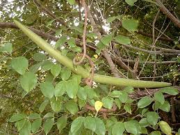 Image result for Strophanthus bequaertii
