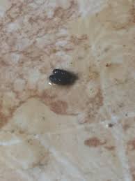 Enjoy free shipping on most stuff, even big stuff. I Know It S Poop But Does Anyone Know What Bug Makes It Found In Kitchen Whatsthisbug