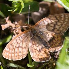 Image result for Barleria fissimuroides