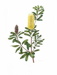 Banksia Integrifolia Coast Banksia Botanical Drawings Australian Wildflowers Botanical Art