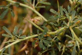 Image result for Crotalaria spinosa