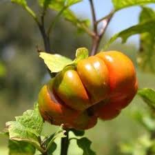 Solanum Aethiopicum Aubergine Africaine Gilo Graines Culture De Citrouille Legume Exotique Plante Potagere