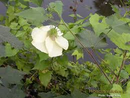 Image result for Hibiscus vitifolius
