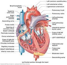 Heart Diagram Right Left Atria Right Left Ventricles Pulmonary Trunk Aorta Superior Inferio Human Anatomy And Physiology Human Heart Anatomy Heart Anatomy