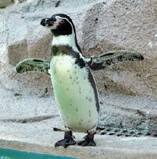 Birds That Look Like Penguins But Can Fly Humboldt Penguin Penguins Penguin Pictures Humboldt Penguin